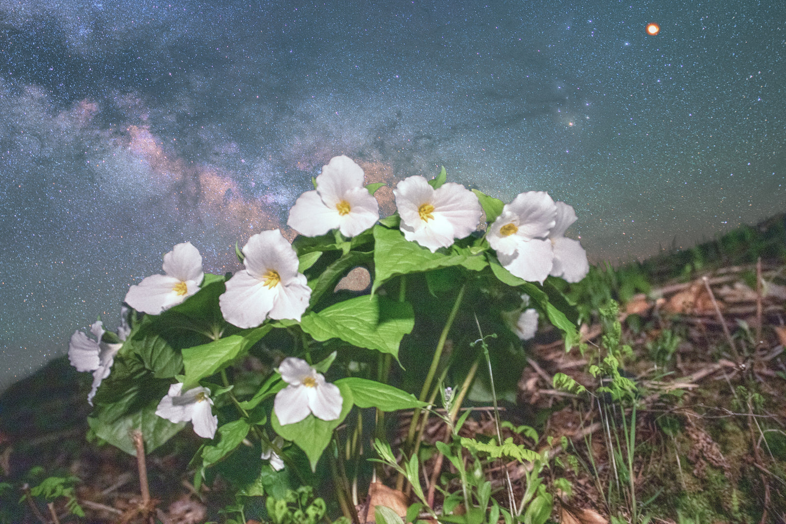 Trillium Blooms and Blood Moons
